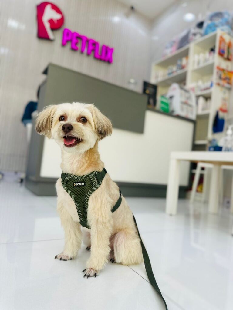 Veterinary Clinic In Dubai - Vet Near Me